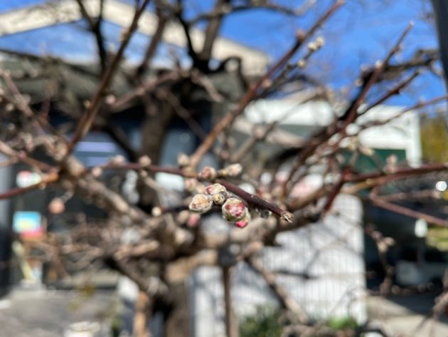 アーモンドの花の蕾