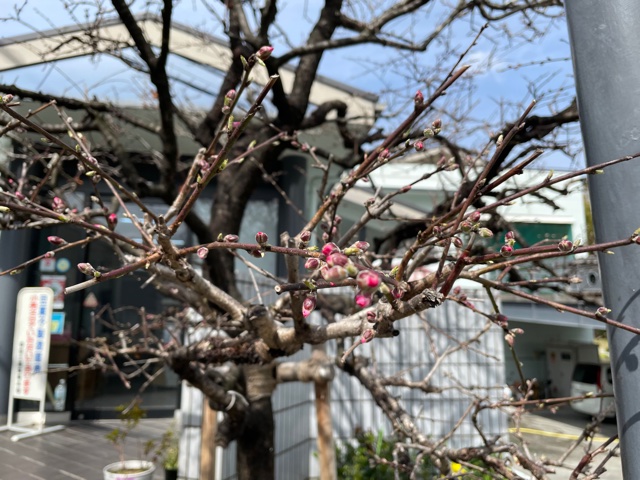 アーモンドの花びらの色が見えてきました