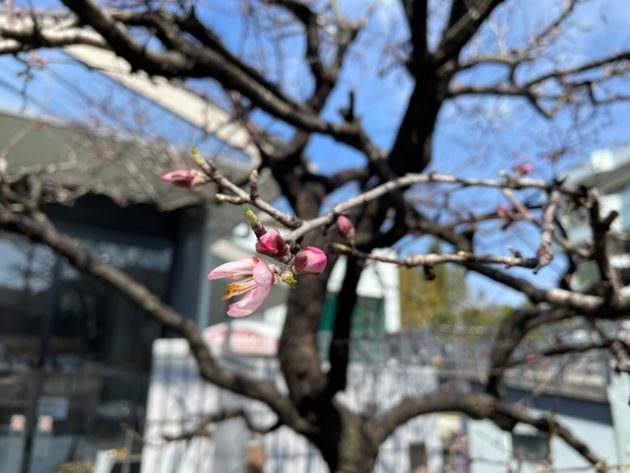 アーモンドの花の蕾が開いた瞬間