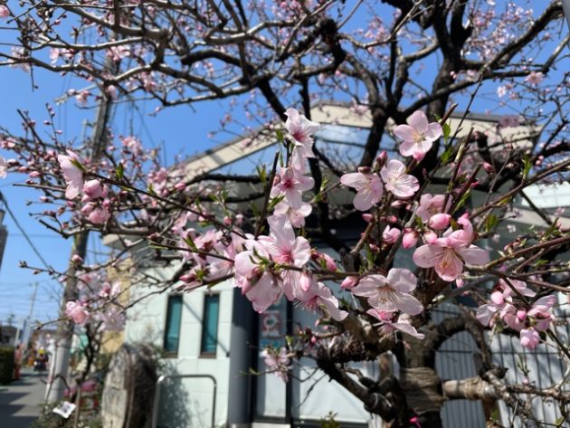 2021-3-14のアーモンドの花の開花状況