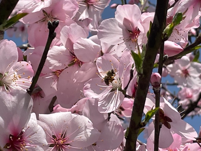 アーモンドの花と蜂