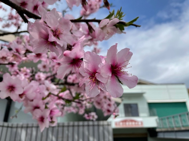 アーモンドの花の中心の部分のピンク色が濃くなってきました