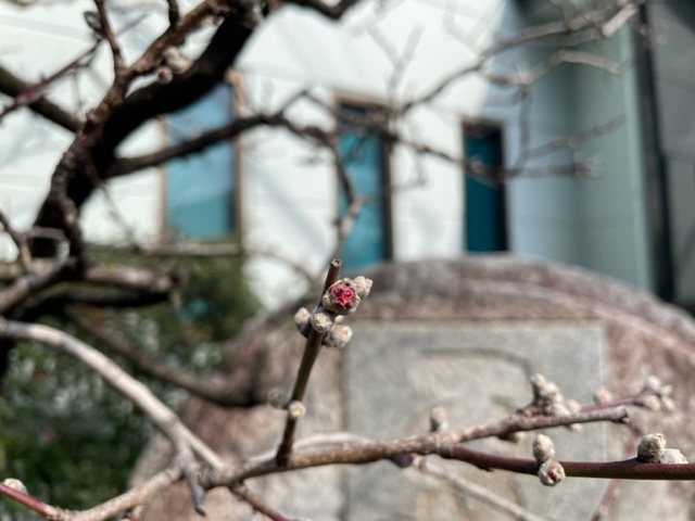 アーモンドの花の蕾