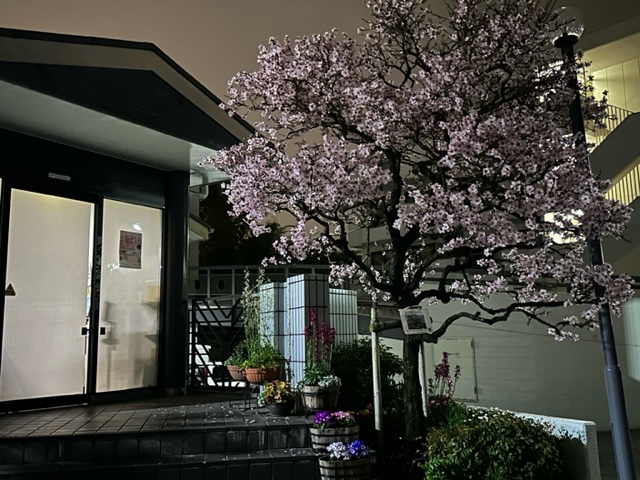 冨士屋製菓本舗向かって右側のアーモンドの木。全体的に花が咲いています