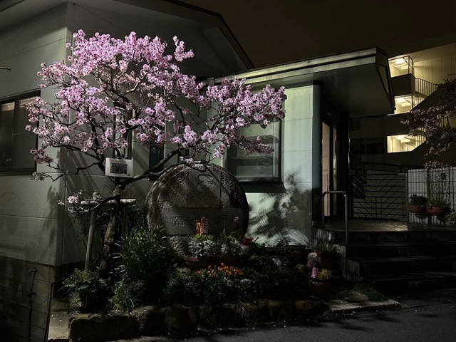冨士屋製菓本舗向かって左側の木。街灯にあたってとても綺麗