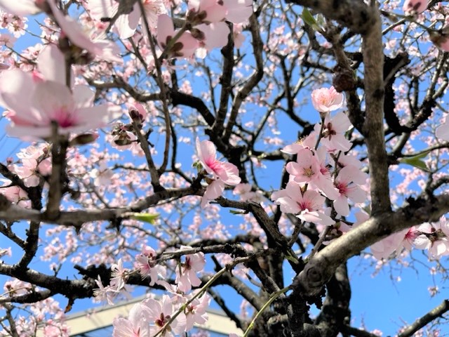 青空とピンク色の花が最高の組み合わせ