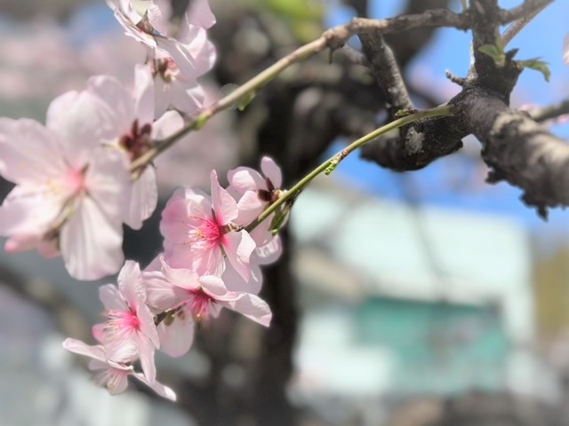 アーモンドの花。薄ピンク色の花びら