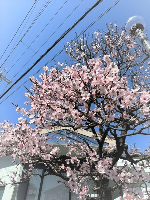 冨士屋製菓本舗のアーモンドの木に花だ咲いた。
