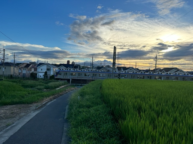 南海電車と稲穂と秋の空