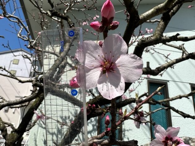 アーモンドの花の大きさ