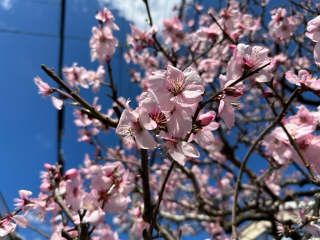 2024.3.27のアーモンドの花