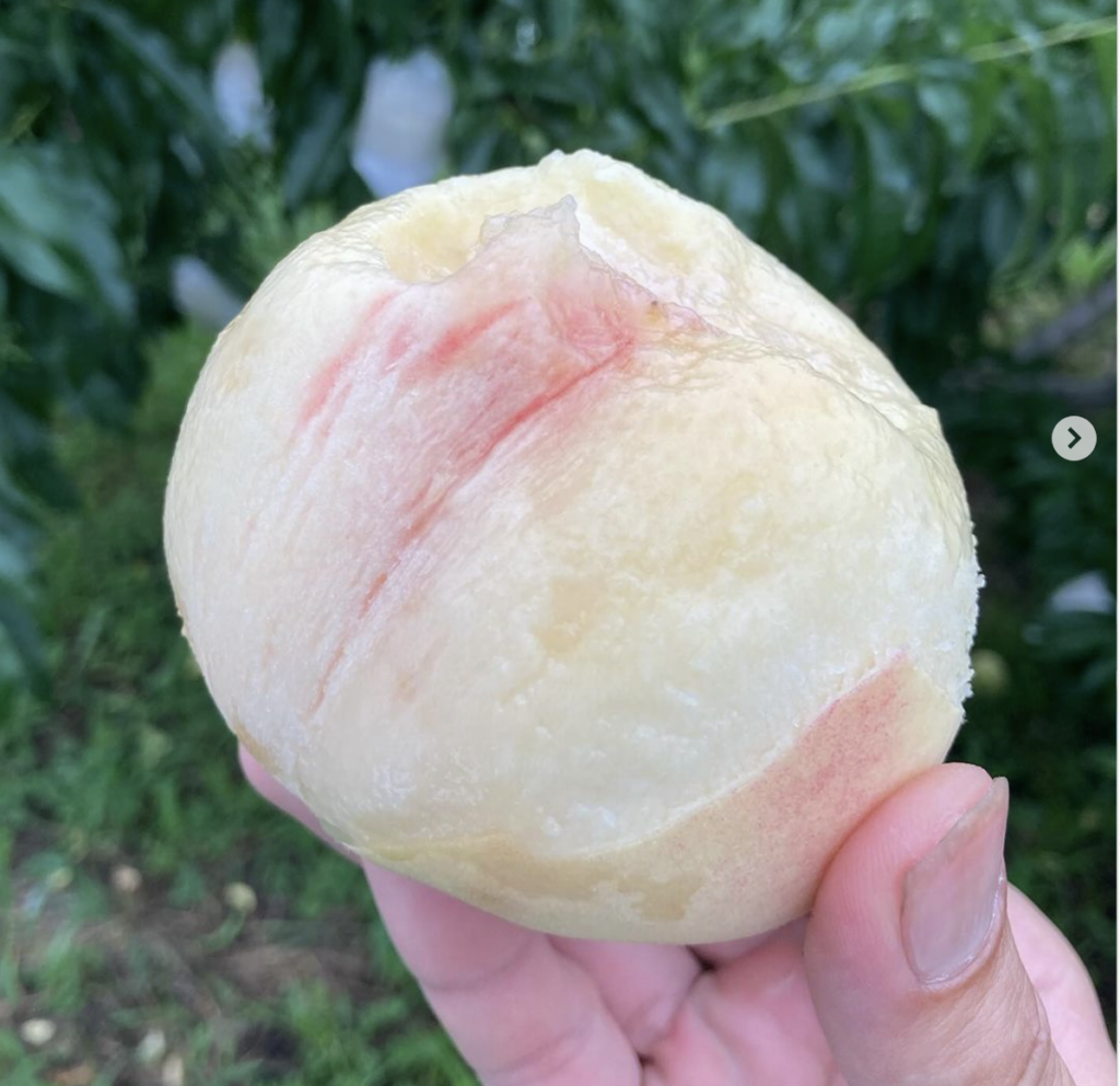 フルーツファーム　Lapinの桃